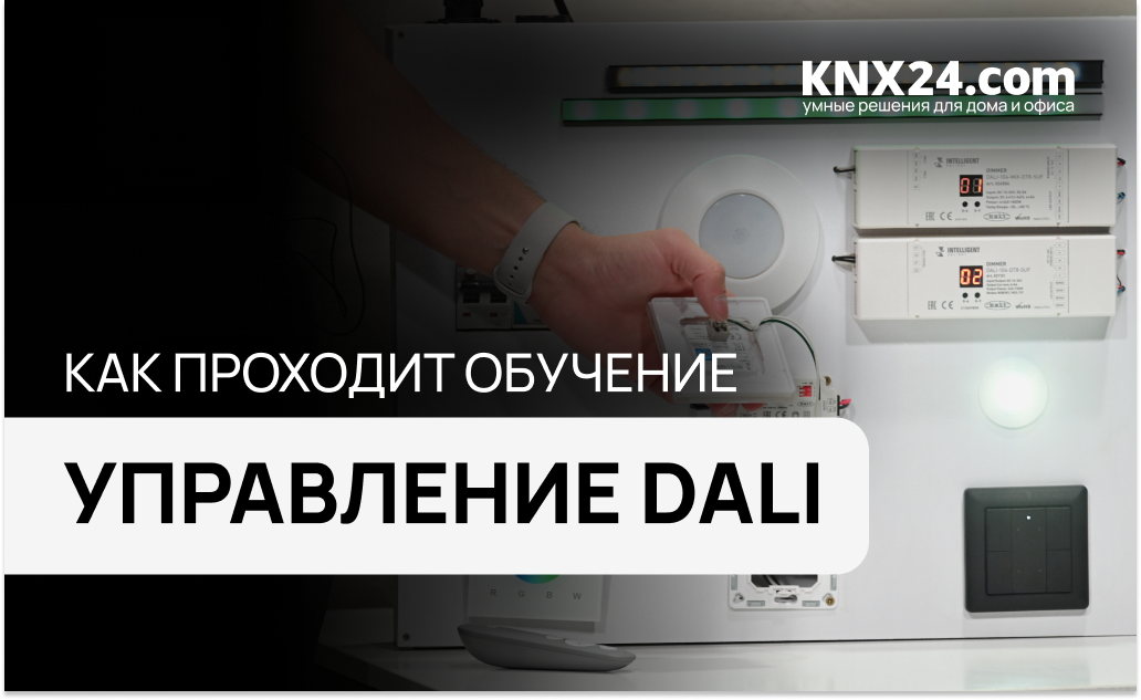 Как проходит курс DALI