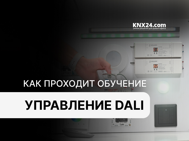 Как проходит курс DALI