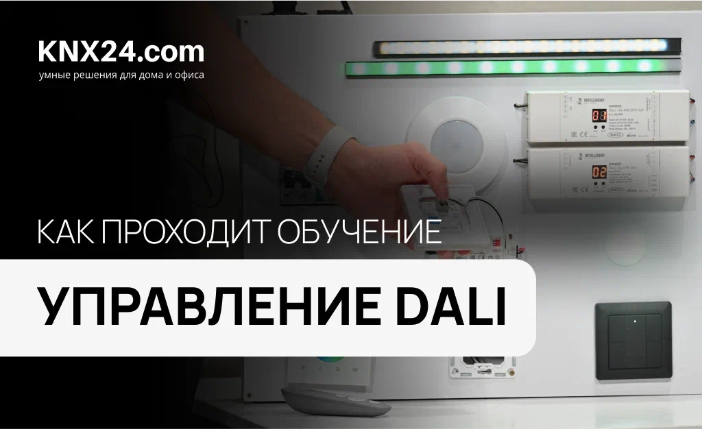 Как проходит курс DALI